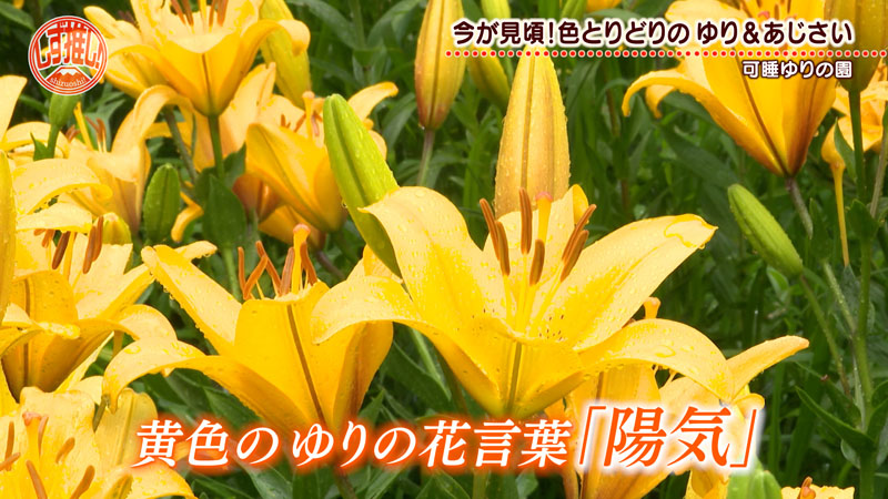 可睡ゆりの園】今が見頃！東京ドーム2個分の敷地に咲き誇る色とりどり