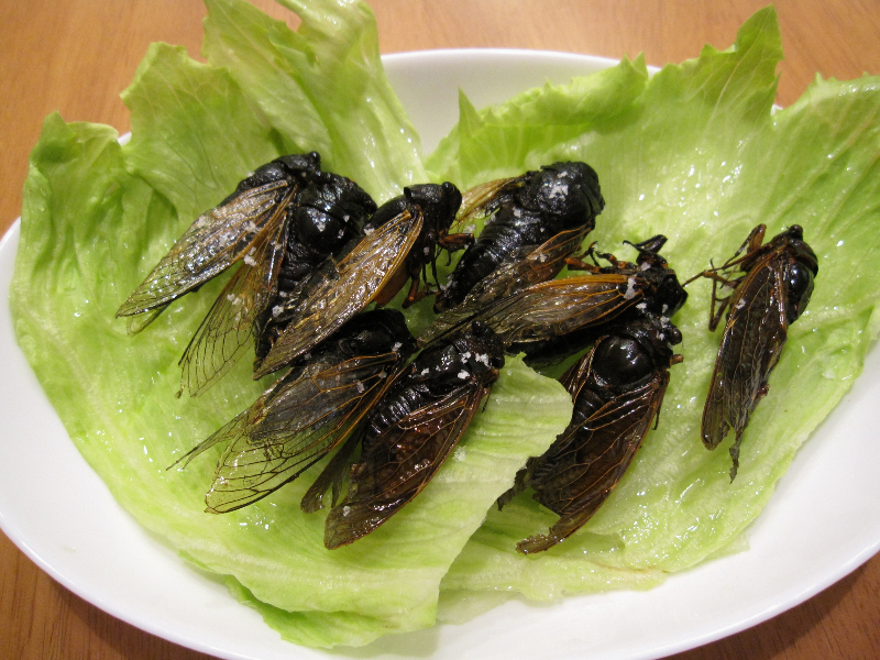 閲覧注意】意外と美味しい!?昆虫食の魅力を昆虫料理研究家・内山昭一  