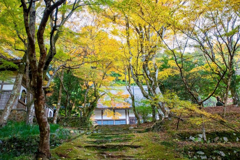 大洞院】11月23日は紅葉まつりを開催！この時期限定ライトアップや