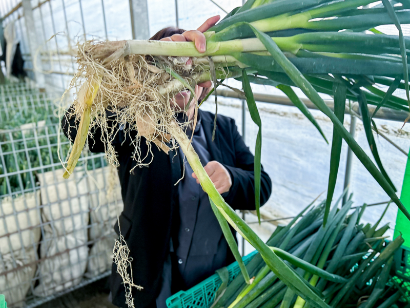 後藤農園】 訳あり白ねぎ1キロ300円！直売ハウスの“お得な”セルフ