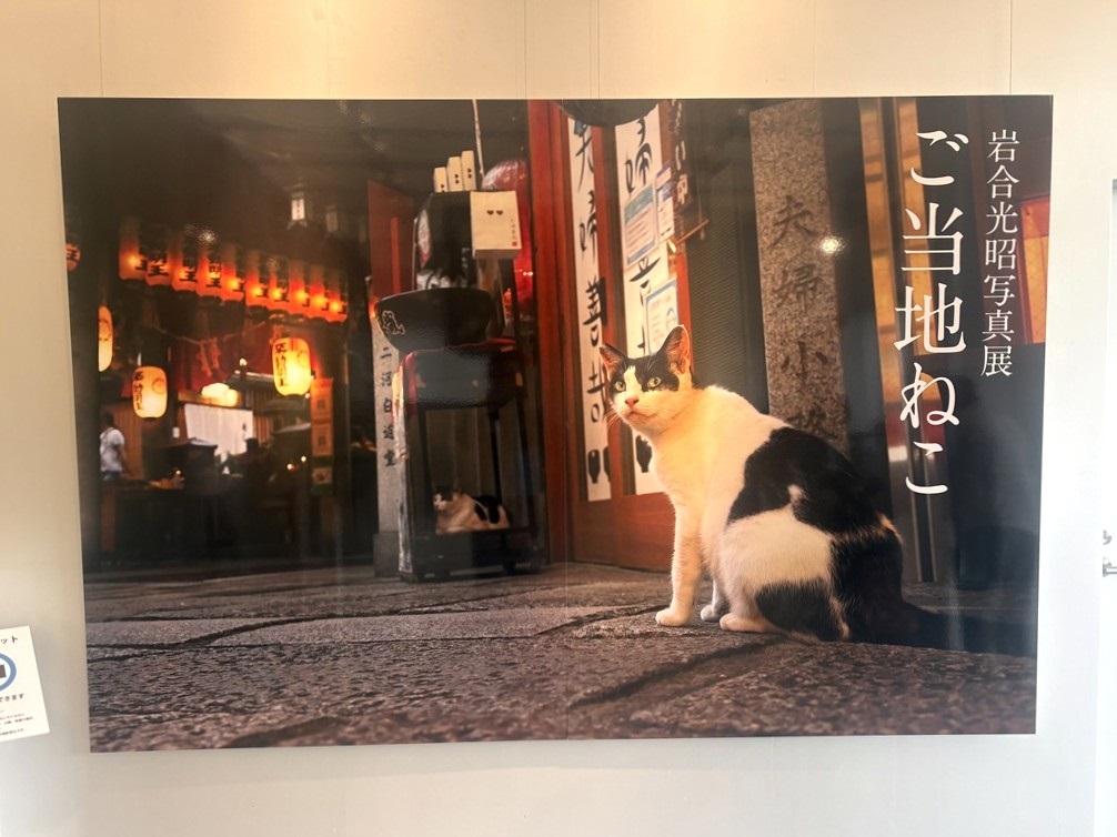 猫写真パネル！ 希少岩合光照さん 公式通販 安い特販 | - メルカリ