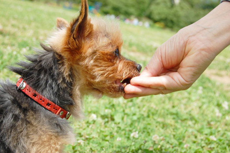 犬好き必見 犬が舐めても安心なハンドクリームが登場 静岡新聞アットエス