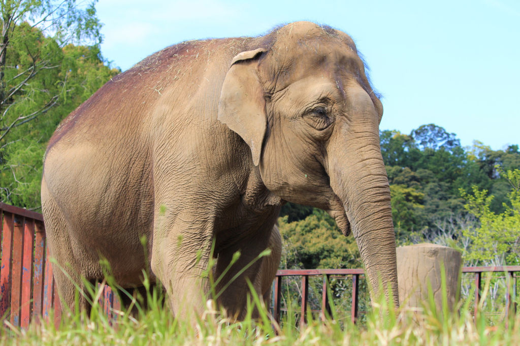開園当初から来園者の人気者として愛されたアジアゾウのシャンティ=静岡市駿河区の日本平動物園(同園提供)