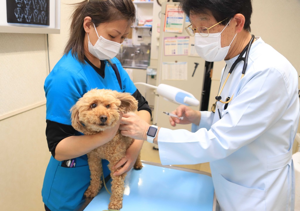 狂犬病の予防接種を受ける犬＝６日、静岡市清水区の杉山獣医科