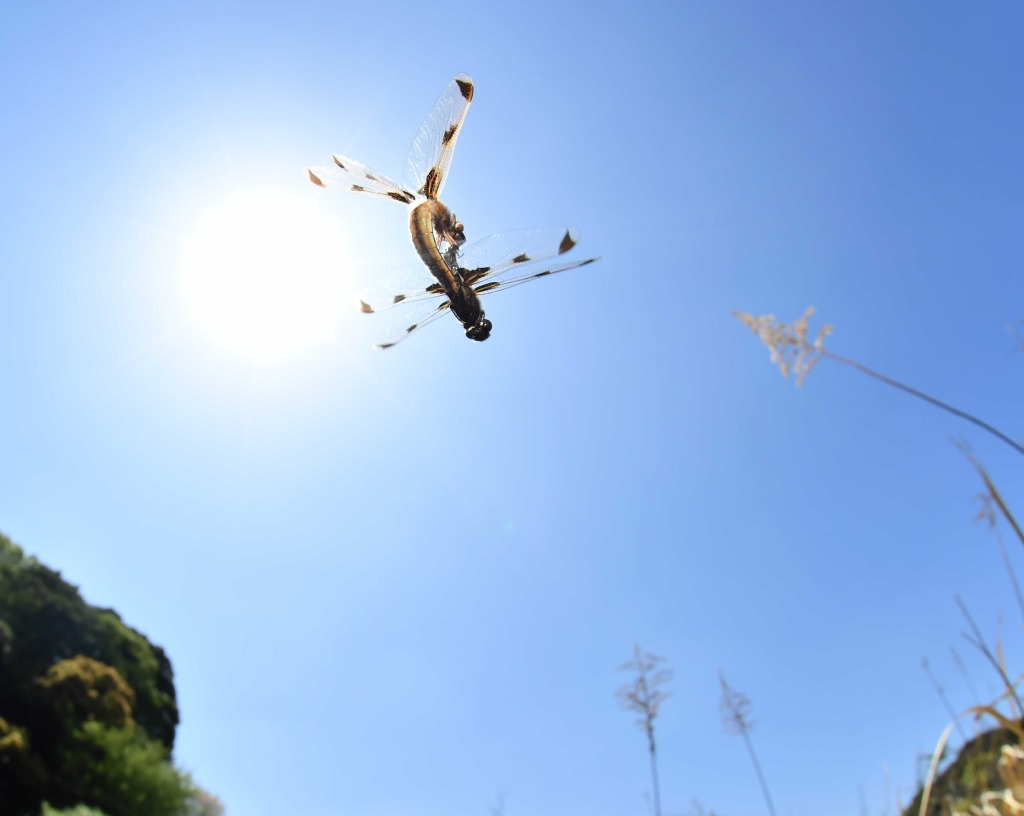 飛びながら交尾をするベッコウトンボの雄（前）と雌＝４月中旬、磐田市の桶ケ谷沼