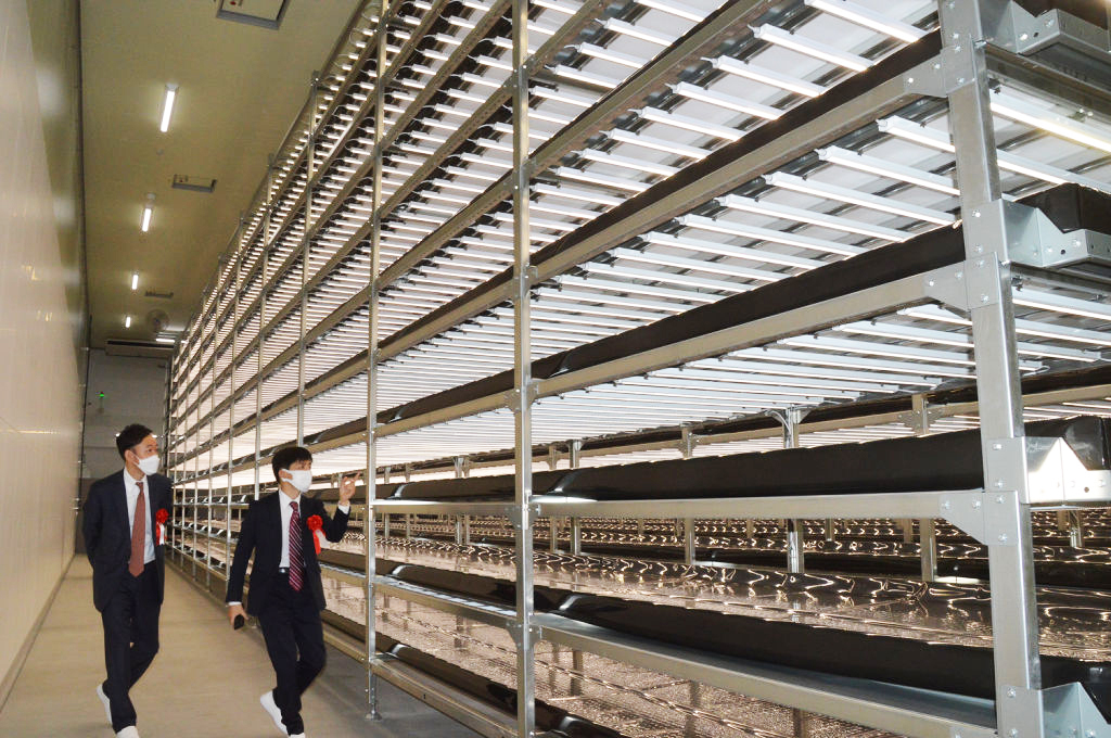 約５メートルの高さまで、ＬＥＤ照明を使った水耕栽培棚が並ぶブロックファームの次世代型植物工場＝２６日午後、沼津市原