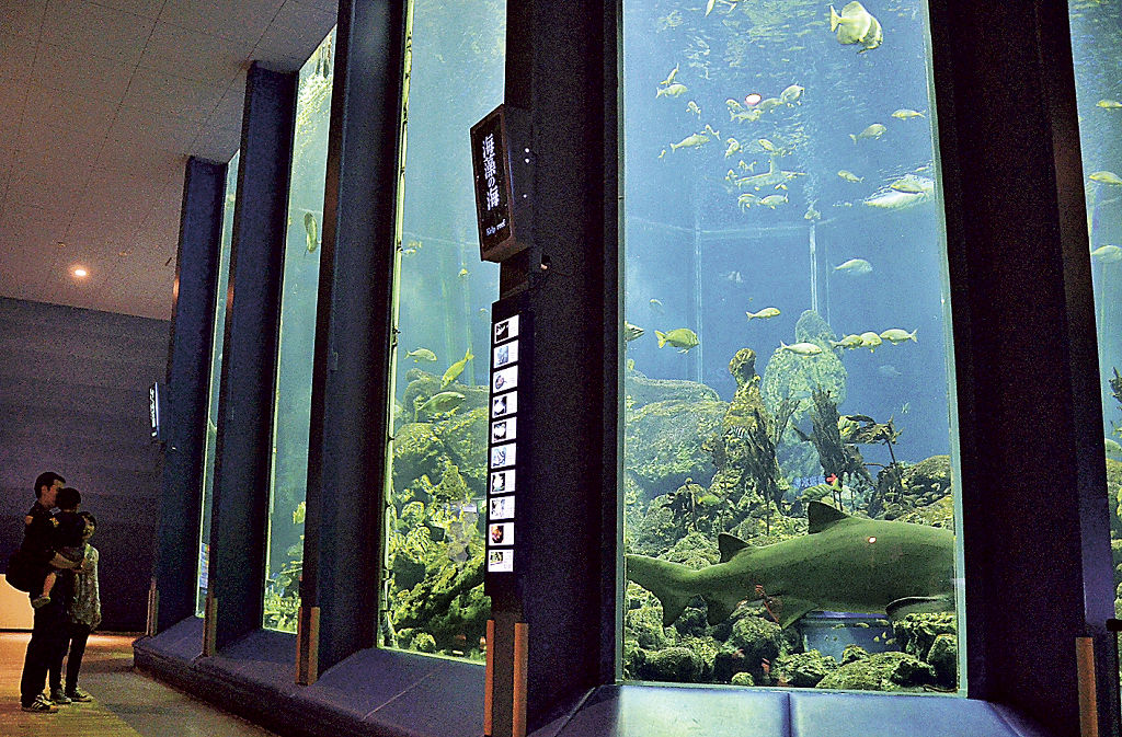 サメやエイが泳ぐ縦横１０メートル、高さ６メートルの巨大水槽＝静岡市清水区三保の東海大海洋科学博物館