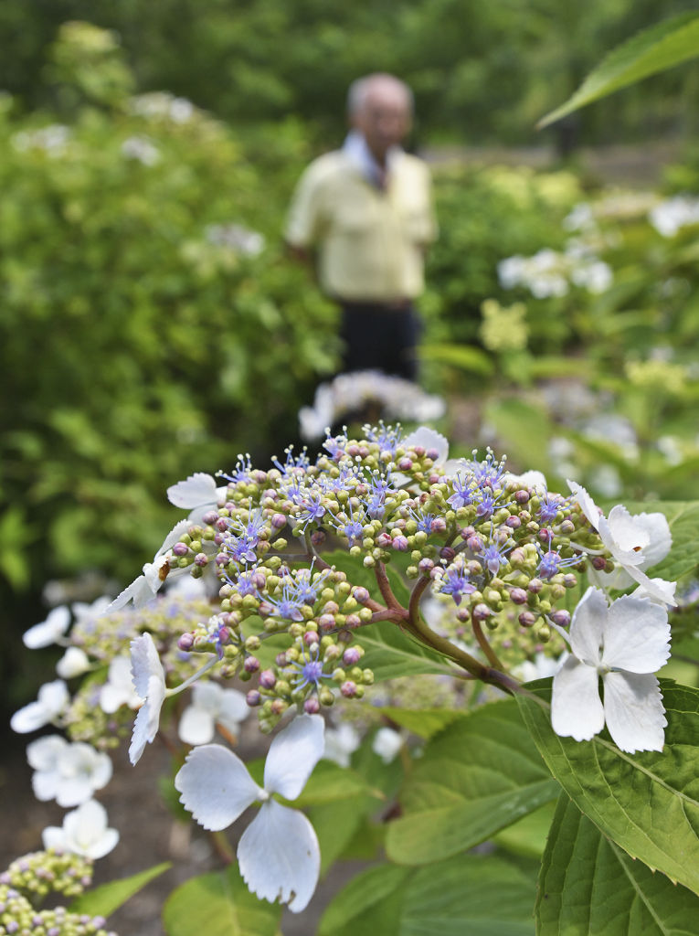 かわいらしい花を咲かせ始めたヤマアジサイ＝静岡市葵区桂山の長光寺