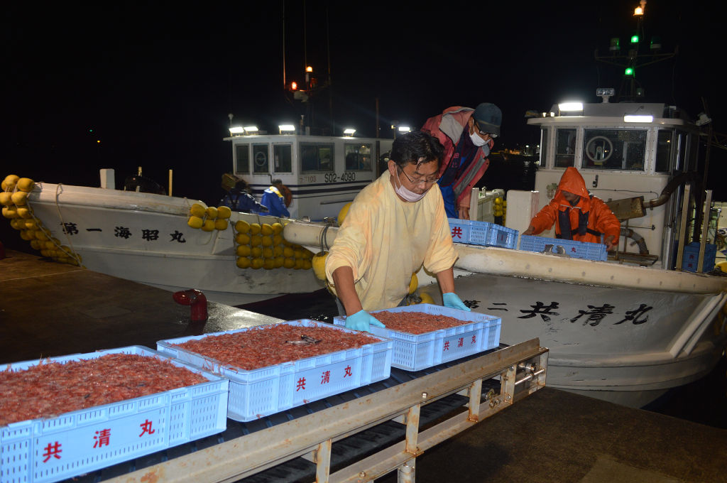 サクラエビ春漁　回復基調で終了　２００トン超えは自主規制後初