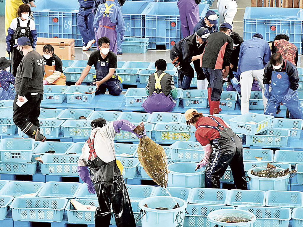 上質のヒラメが水揚げされ、競りで品定めする仲買人ら＝５月中旬、福島県浪江町の請戸漁港