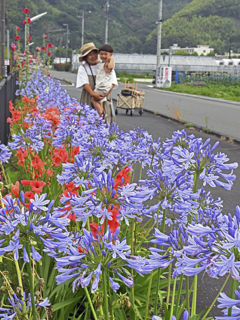涼しげな色の花を咲かすアガパンサス＝静岡市葵区赤松