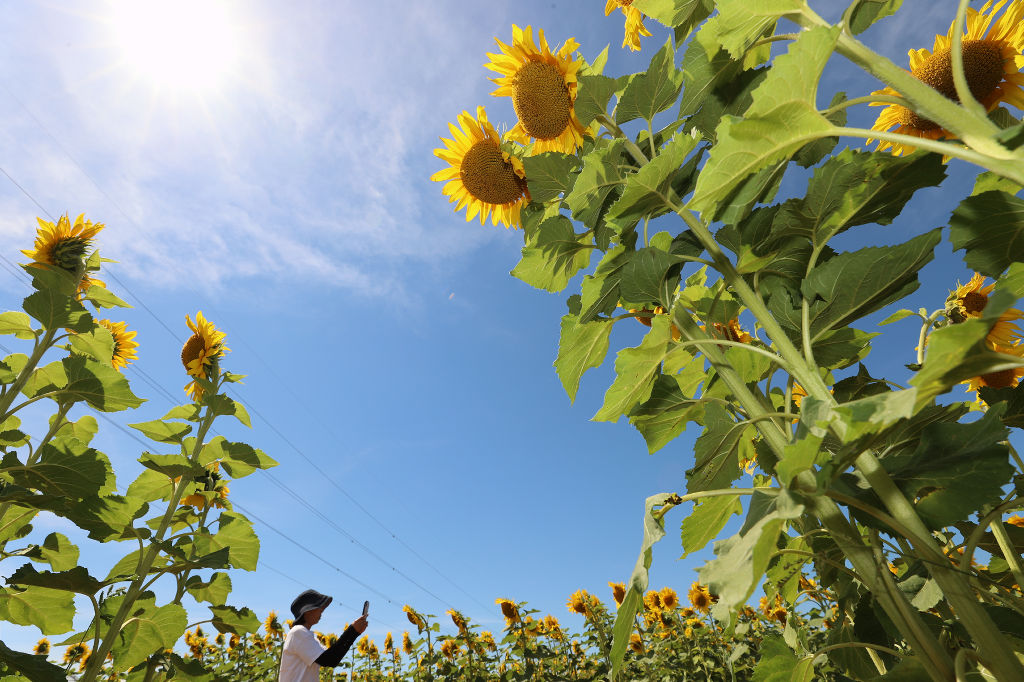 強い日差しの中、大輪の花を咲かせるヒマワリ＝浜松市北区大原町