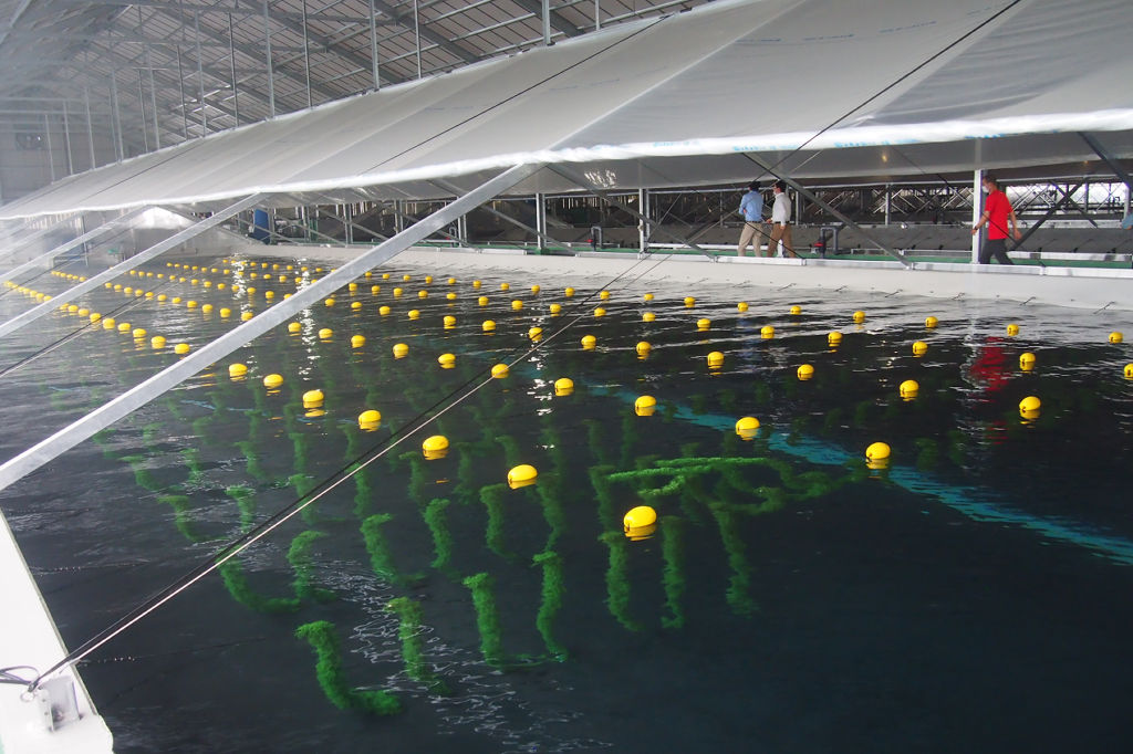 陸上でエビを養殖するプールを備えた新施設＝４日午後、磐田市小中瀬