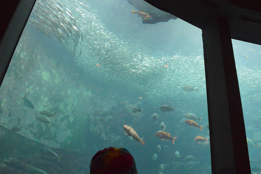 塊となって泳ぐマイワシの大群（写真上）＝下田市の下田海中水族館
