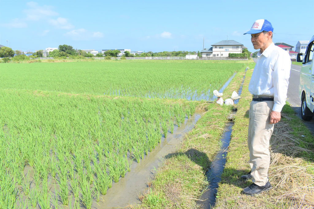 大井川用水を引いた田んぼで稲を育てる池ケ谷明生さん。大井川の水が地域の農業を支えている＝６月下旬、島田市