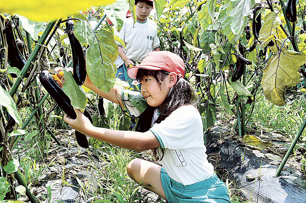 慎重にナスを収穫する児童＝富士市の青葉台小（画像の一部を加工しています）