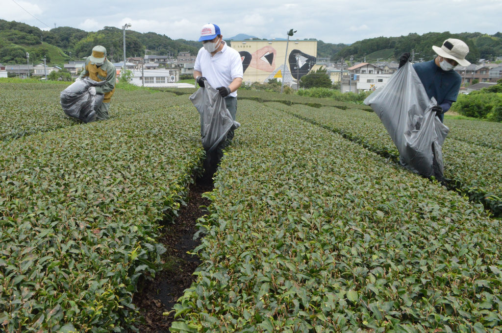 茶園の畝間にバイオ炭をまく参加者＝１２日午前、菊川市西方