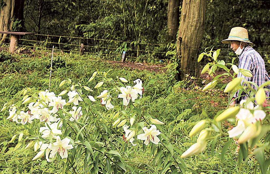 大輪の花を咲かせるカサブランカ＝磐田市敷地の敷地里山公園