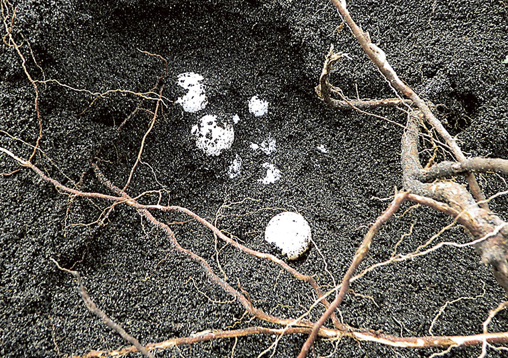発見されたアカウミガメの卵＝静岡市清水区の三保海岸
