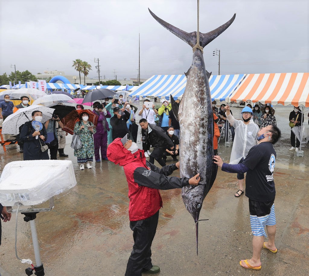 浜名湖キューバヘミングウェイカップ開幕 巨大カジキ 釣果競う あなたの静岡新聞