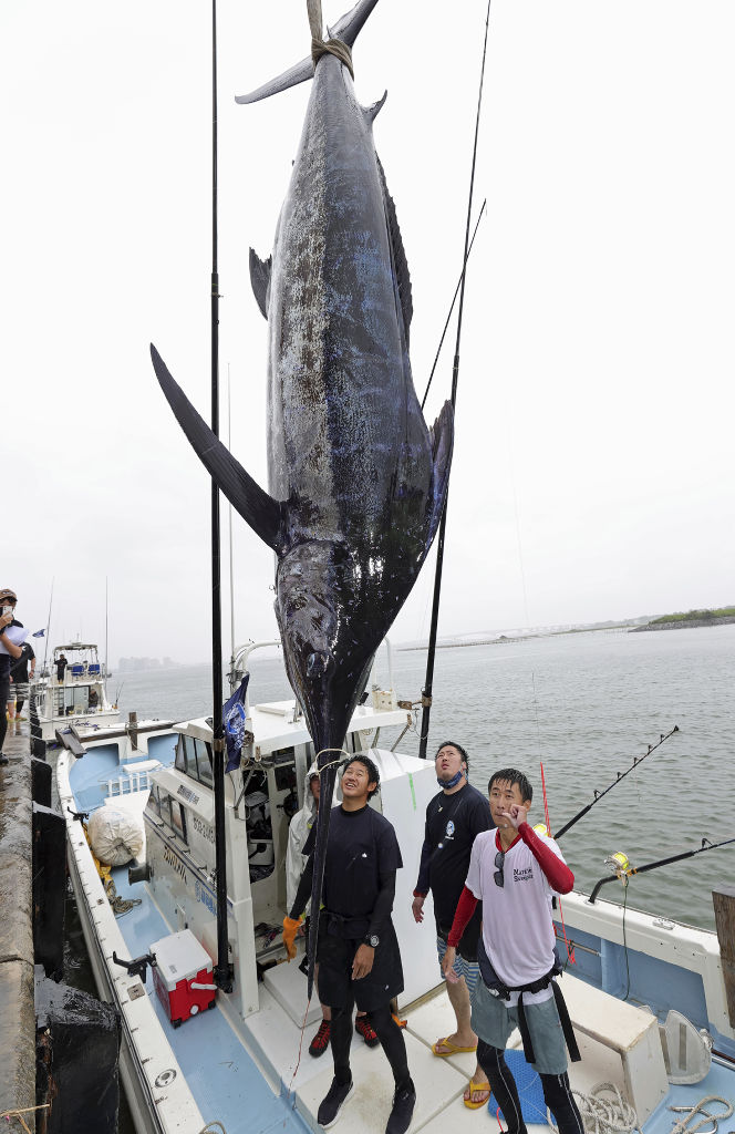 浜名湖キューバヘミングウェイカップ開幕 巨大カジキ 釣果競う あなたの静岡新聞