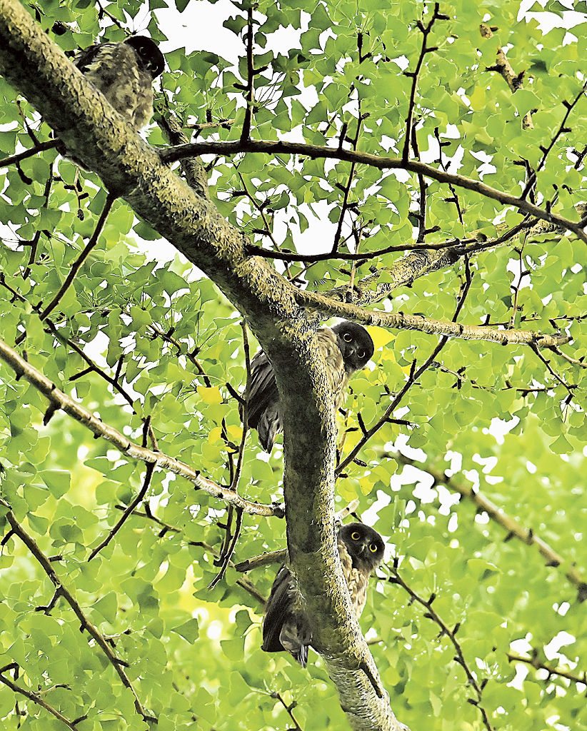 小雨になり、ひょっこり顔を上げる３羽のアオバズクの幼鳥＝１４日、静岡市内