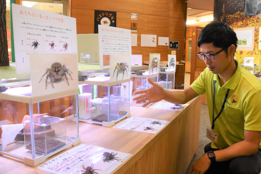 ハエトリグモがテーマの企画展。声を掛けると職員らが説明してくれる＝７月上旬、磐田市大中瀬の市竜洋昆虫自然観察公園