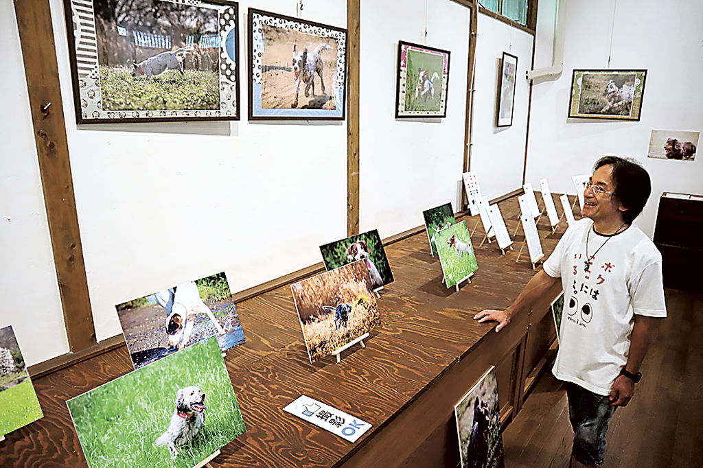 「自由に走る犬の表情に注目してほしい」と語る堀さん＝伊東市のりんがふらんか城ケ崎文化資料館