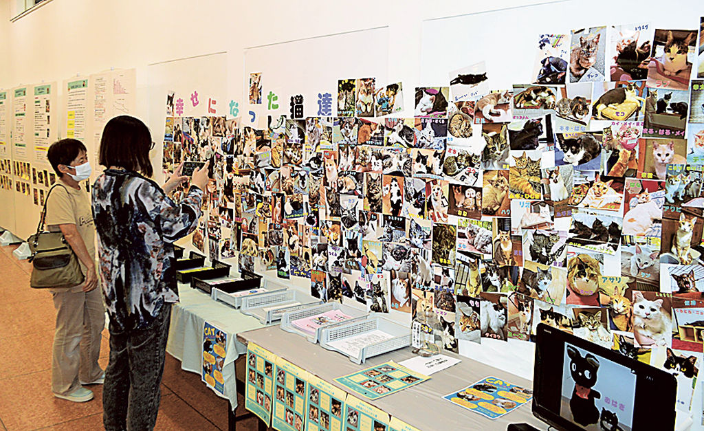 保護猫の写真などを並べた展示会＝伊豆の国市のアピタ大仁店