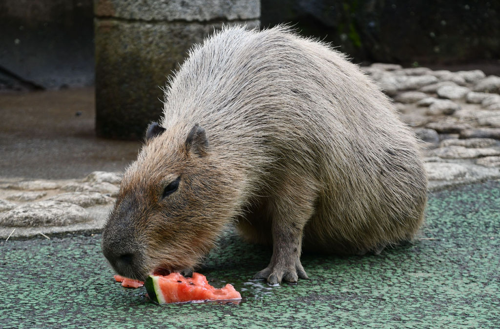 スイカを食べる「ギンナン」＝伊東市の伊豆シャボテン動物公園