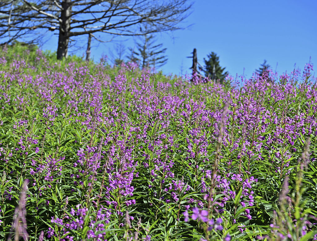 食害の防護ネットの中で花を咲かせるヤナギラン＝静岡市葵区の山伏山頂