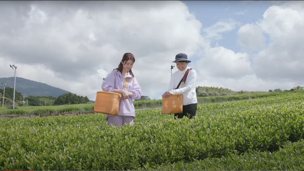 動画内で茶摘みを体験する藤木さん（左）