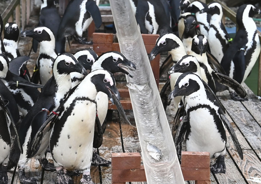 流れるアジをキャッチするペンギンたち＝沼津市のあわしまマリンパーク