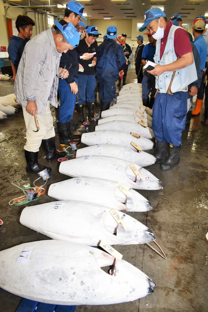 焼津魚市場で取引されるミナミマグロ