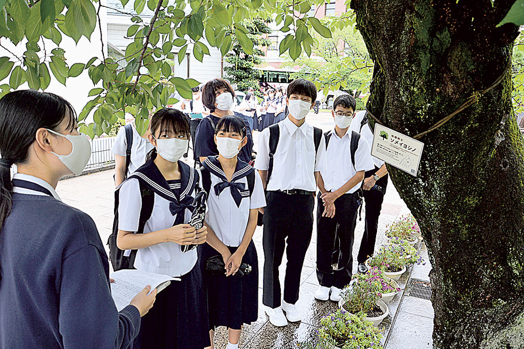安田女子高の生徒（左）から「被爆桜」の説明を受ける磐田市の中学生＝５日午後、広島市中区の同校