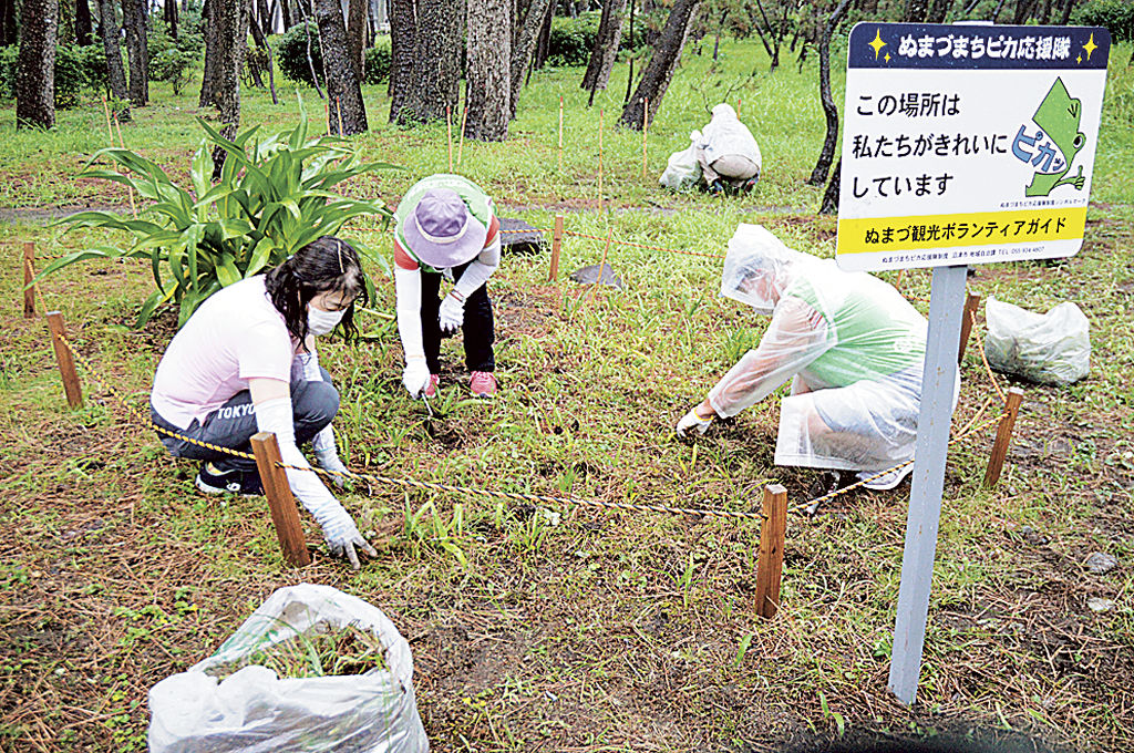 「ハマユウ」の植栽を行うぬまづ観光ボランティアガイド＝沼津市本の千本浜公園