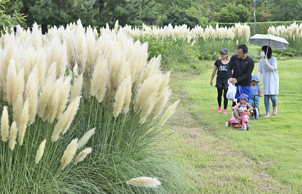 パンパスグラスの穂を楽しむ来園者＝２３日午前８時５０分ごろ、吉田町川尻の吉田公園