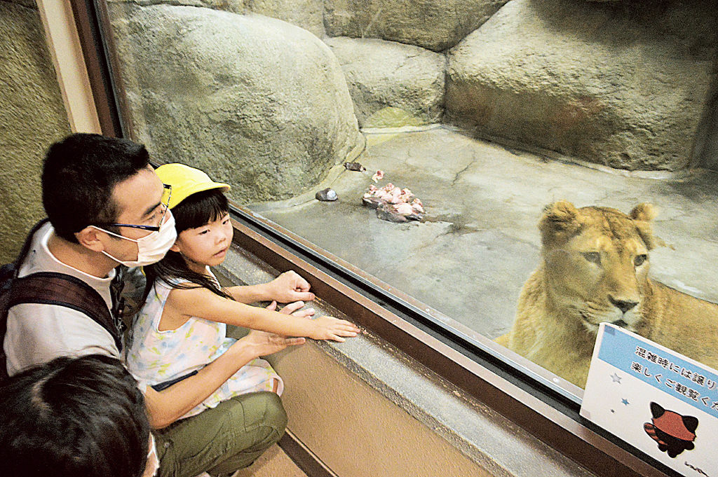 ライオンを観察する来園者＝静岡市駿河区の日本平動物園