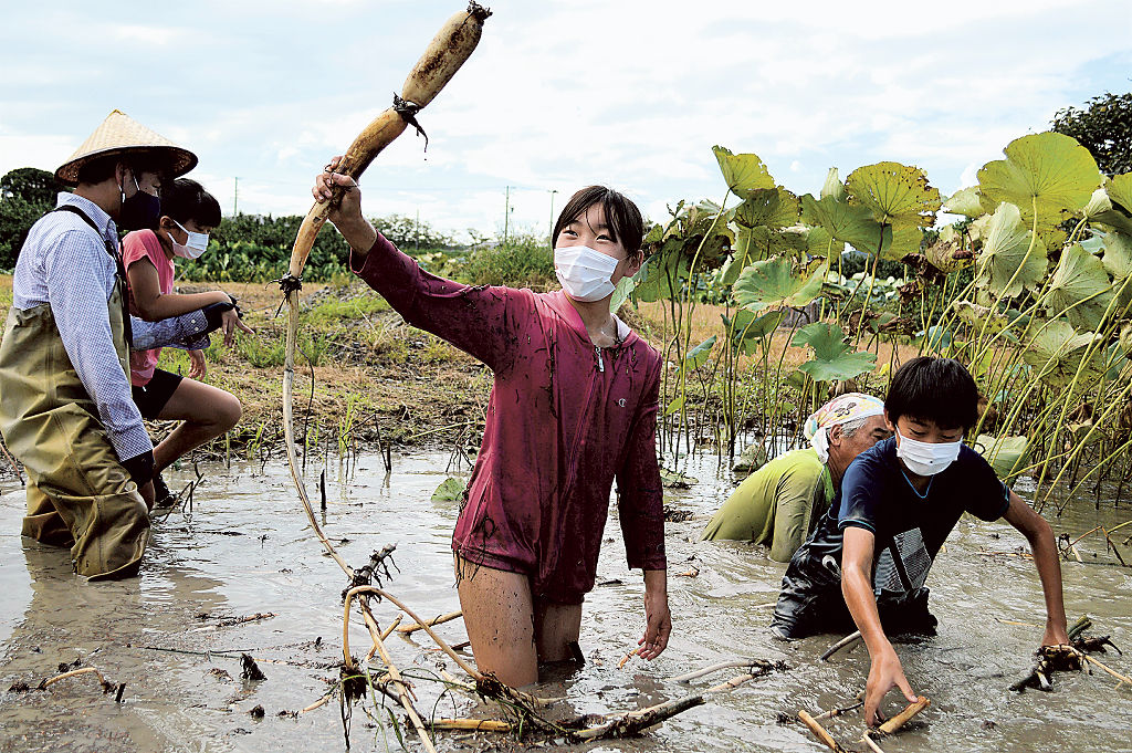 泥だらけになりながらレンコンの収穫を体験する子どもたち＝袋井市内