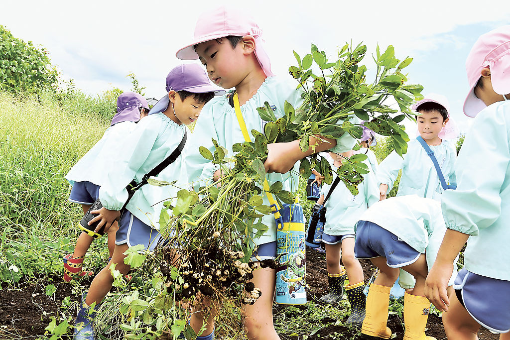 落花生の収穫に集中する園児＝富士市大淵（写真の一部を加工しています）