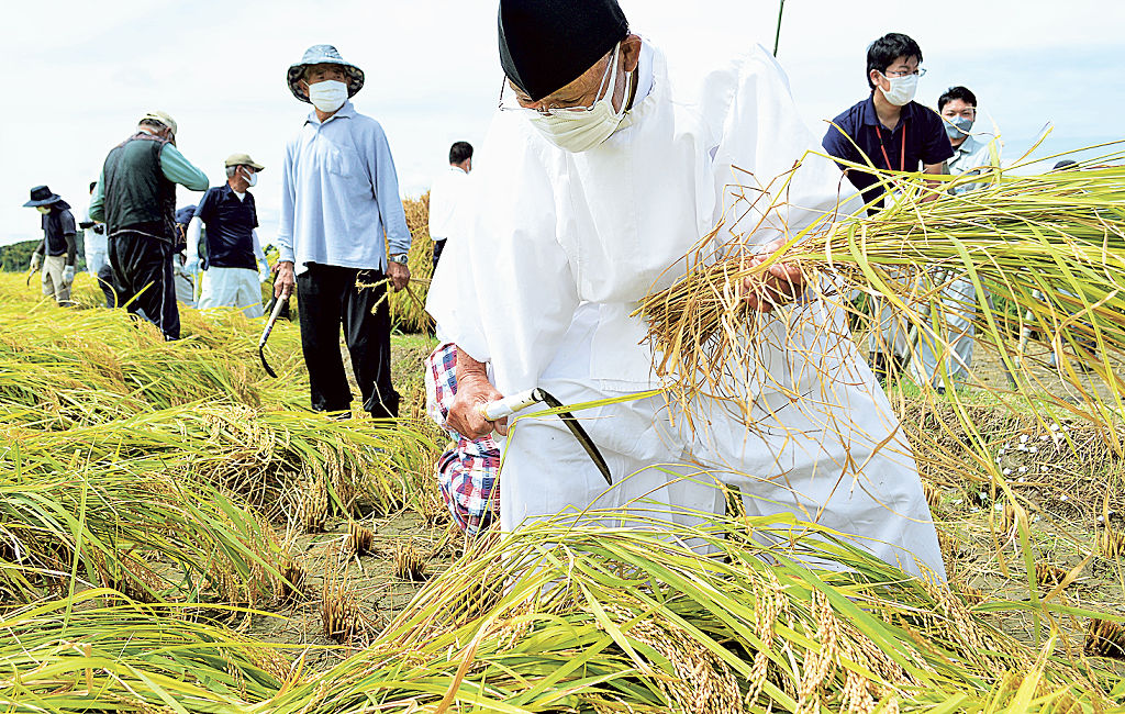 皇室に献上する米を収穫する村松さんら＝森町内