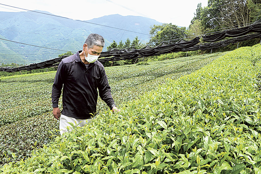茶園を見回る牧野力雄さん。静岡茶の将来を見据え、有機栽培に挑戦する＝７月、静岡市葵区
