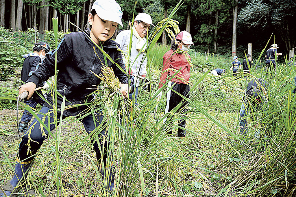 山中の棚田で育てた稲を刈り取る児童ら＝湖西市大知波
