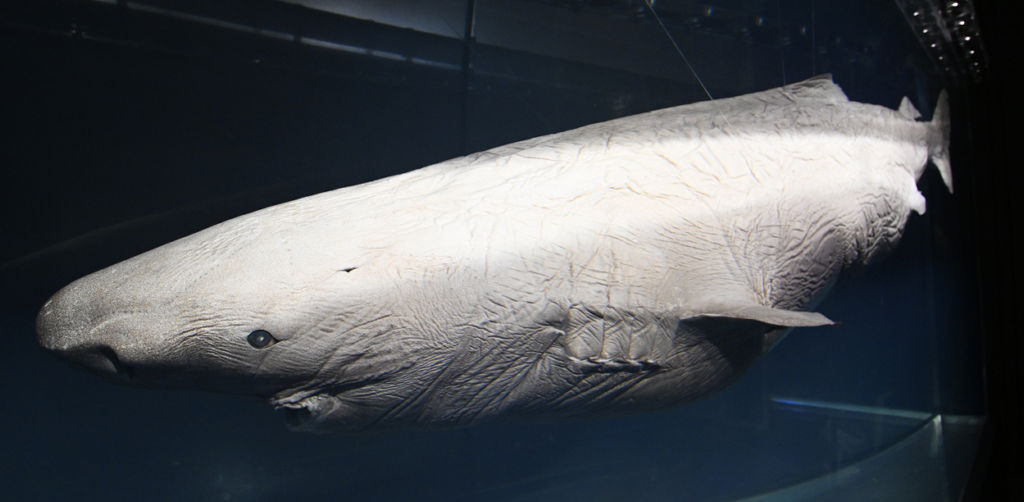 全長２・９メートル　オンデンザメ標本　２０１６年漁獲／駿河湾（写真部・小糸恵介）