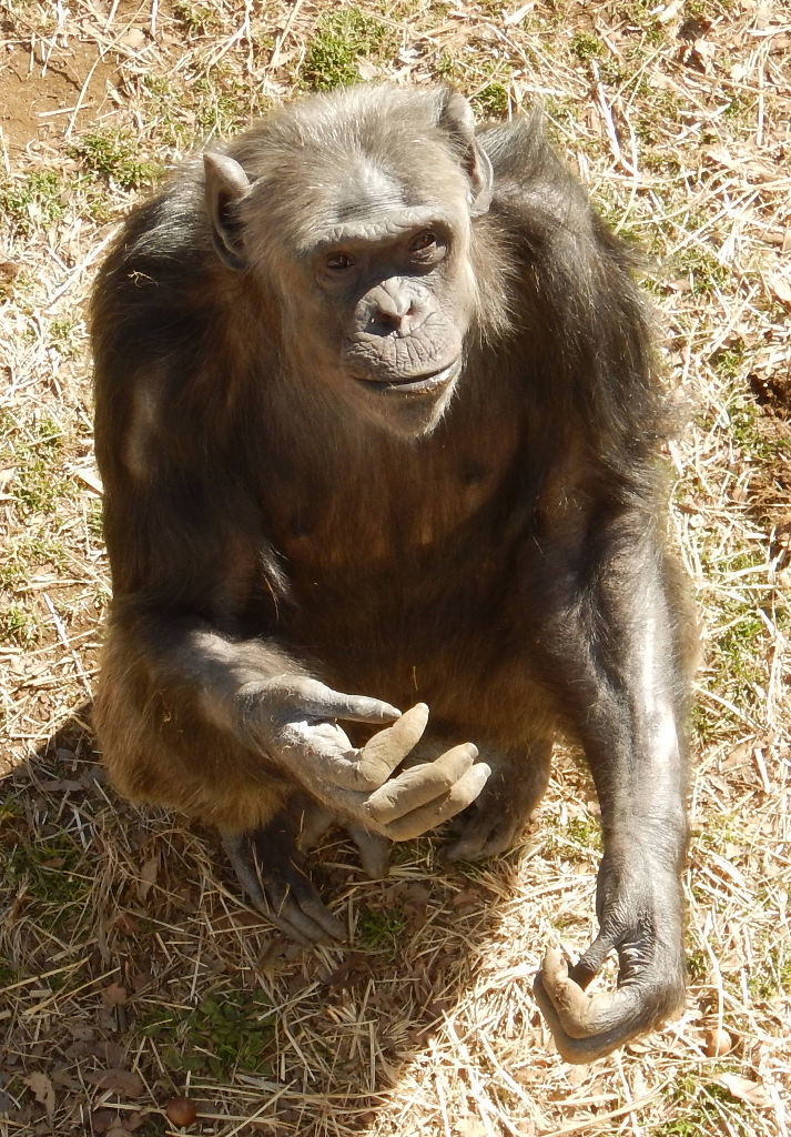 浜松市動物園に搬入されるチンパンジーの「チコ」（多摩動物公園提供）