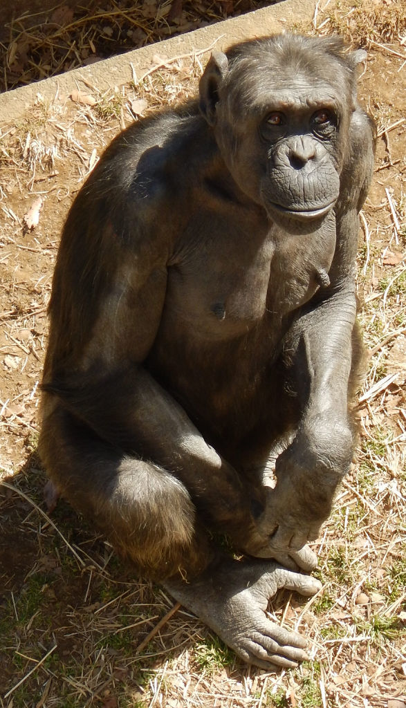 浜松市動物園に搬入されるチンパンジーの「チェリー」（多摩動物公園提供）