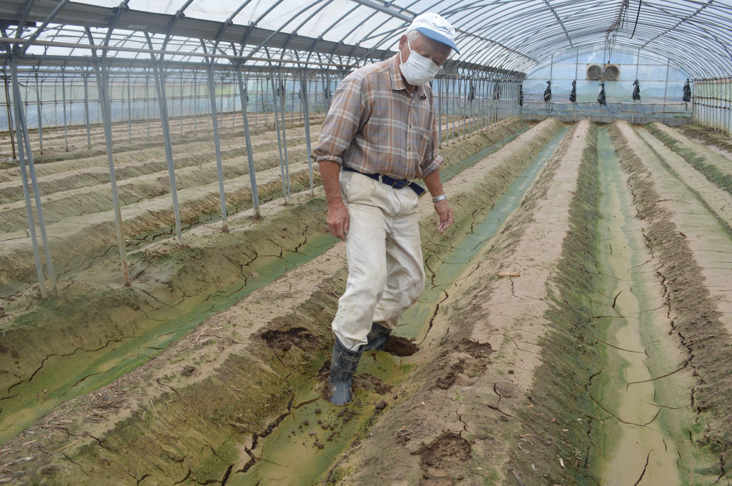 泥水が流入し土壌を泥が覆ったイチゴ農園＝２９日午前８時半ごろ、静岡市清水区庵原町