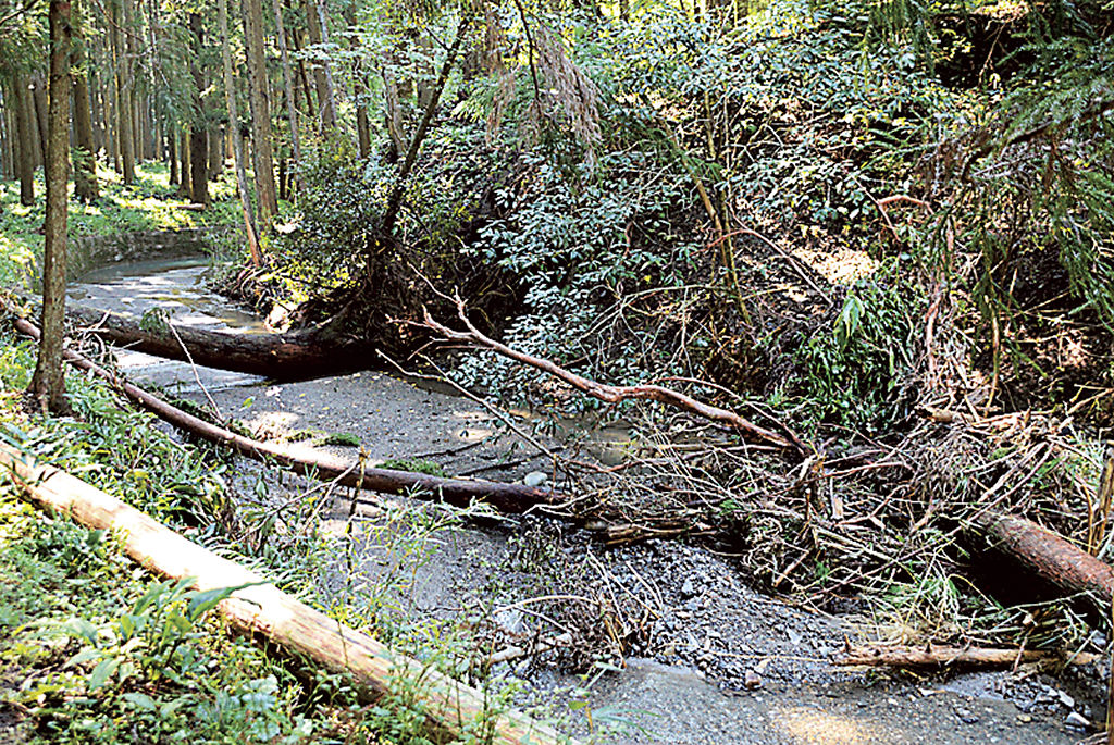 流木が堆積する上野部川支流雨垂川＝３０日午後、磐田市上野部