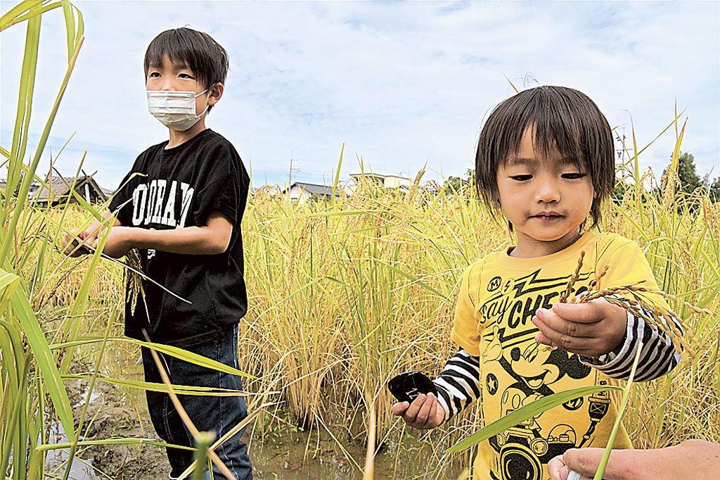 登呂遺跡の復元水田で稲刈りを楽しむ子ども＝静岡市駿河区
