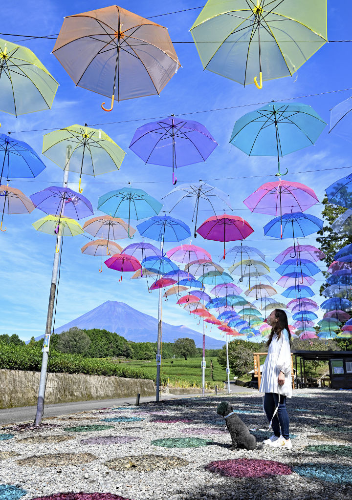 富士山と茶畑を背に飾られた色とりどりの傘＝富士市の大淵笹場